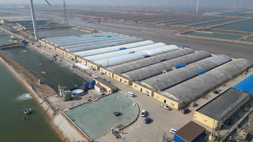 科技賦能，綠色轉(zhuǎn)型 東營市河口區(qū)以工廠化養(yǎng)殖與礦山技術(shù)走出鄉(xiāng)村振興新步伐